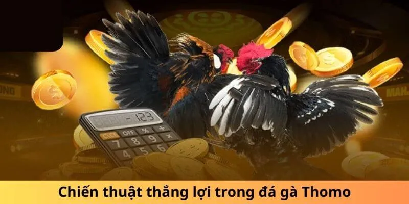 Chiến thuật thắng lợi trong đá gà Thomo